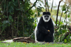 Colobus guereza matschiei