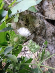 Eupatoriastrum corvi