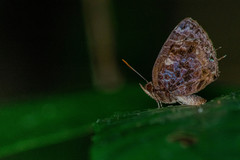 Arhopala abseus