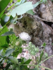 Eupatoriastrum corvi