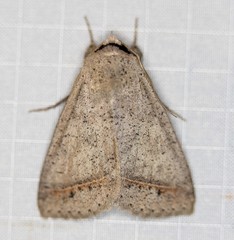 Pantydia capistrata