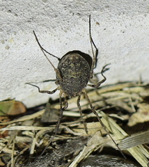 Odiellus lendlii