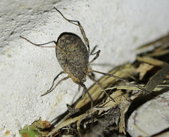 Odiellus lendlii