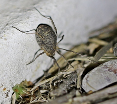 Odiellus lendlii