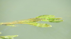 Potamogeton polygonifolius