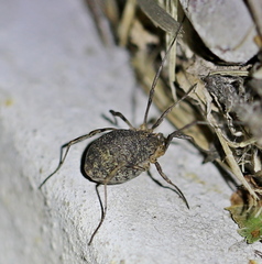 Odiellus lendlii