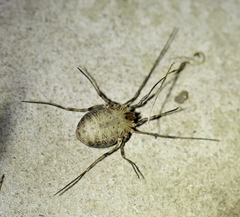 Odiellus lendlii