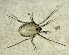 Odiellus lendlii