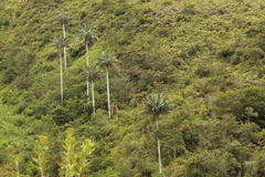 Ceroxylon quindiuense