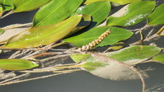 Potamogeton polygonifolius