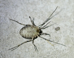 Odiellus lendlii