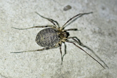 Odiellus lendlii