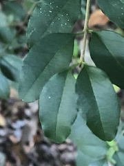 Ligustrum sinense