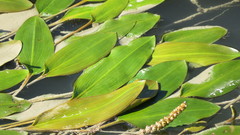 Potamogeton polygonifolius