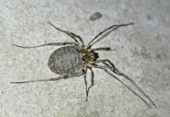 Odiellus lendlii