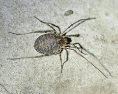 Odiellus lendlii