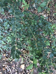 Ligustrum sinense