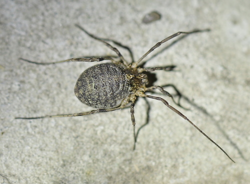 Odiellus lendlii