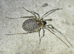 Odiellus lendlii