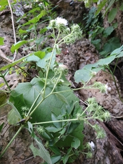 Eupatoriastrum corvi