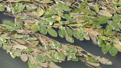 Potamogeton polygonifolius