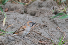 Passer rufocinctus