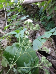 Eupatoriastrum corvi