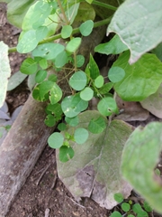 Euphorbia delicatula