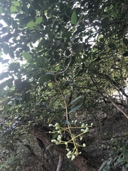 Ligustrum lucidum