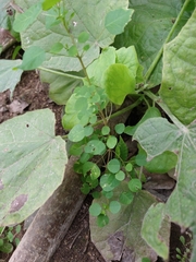 Euphorbia delicatula