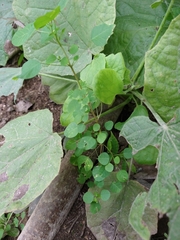 Euphorbia delicatula