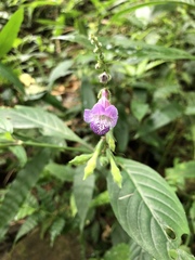 Asystasia dalzelliana