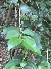 Ligustrum lucidum