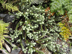 Helichrysum coralloides