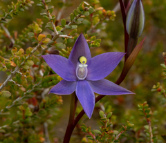 Thelymitra granitora