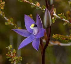 Thelymitra granitora