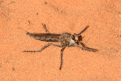 Daspletis vespertilio