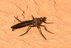 Daspletis vespertilio