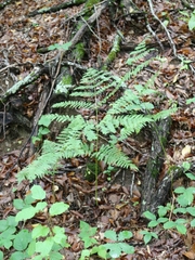 Pteridium tauricum