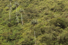 Ceroxylon quindiuense