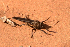 Daspletis vespertilio