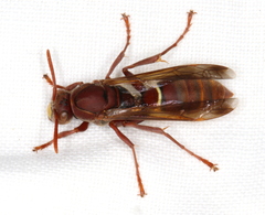 Polistes humilis humilis