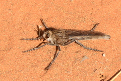 Daspletis vespertilio