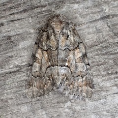 Chytonix sensilis
