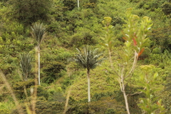 Ceroxylon quindiuense