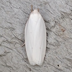 Antaeotricha albulella