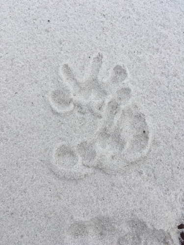Didelphis virginiana image