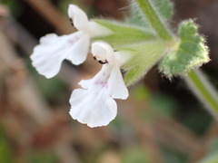 Stachys natalensis