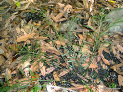 Asplenium haurakiense