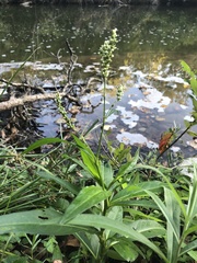 Persicaria punctata